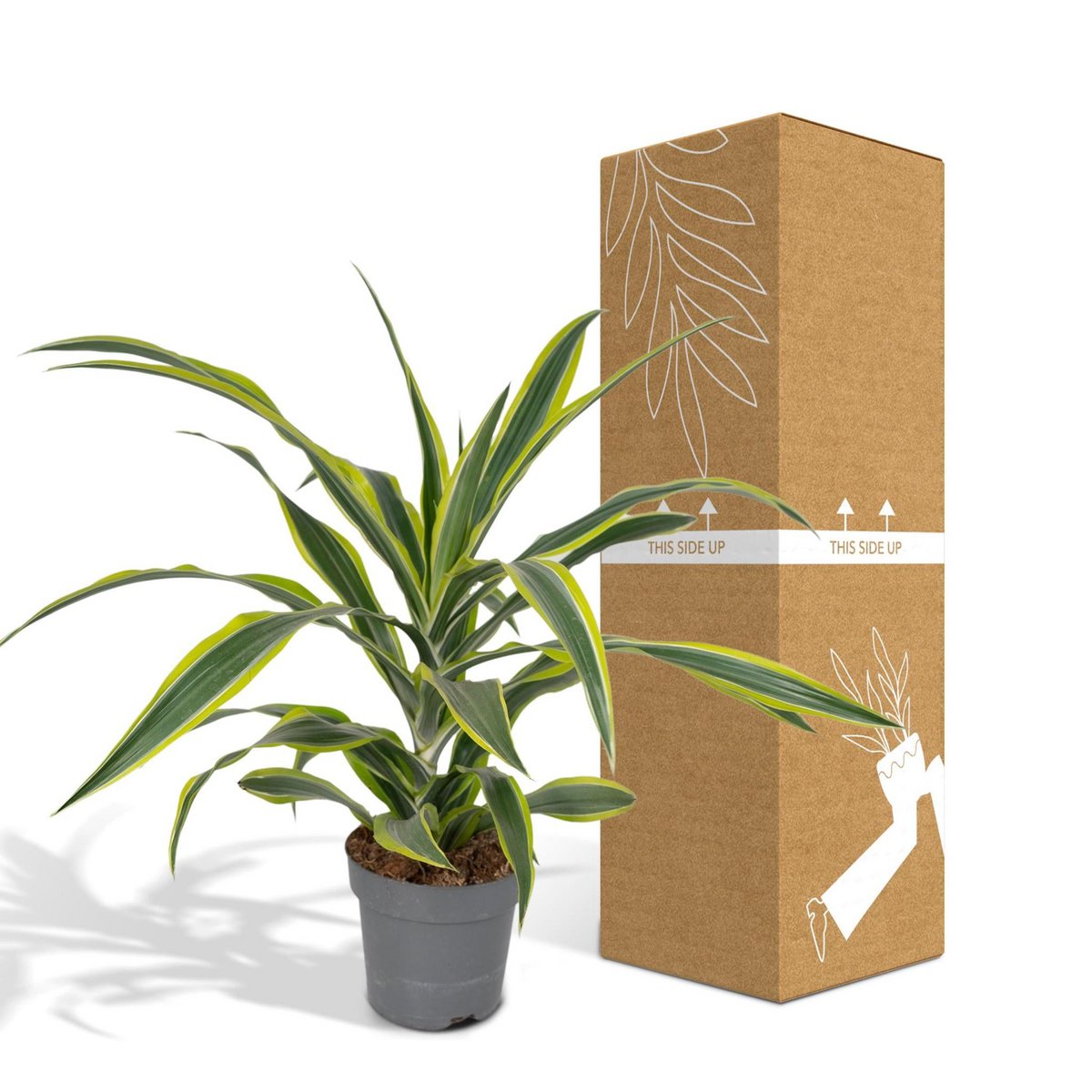 Dracaena Fragrans Lemon Lime - Dragon Tree - Ø17cm - ↕40cm