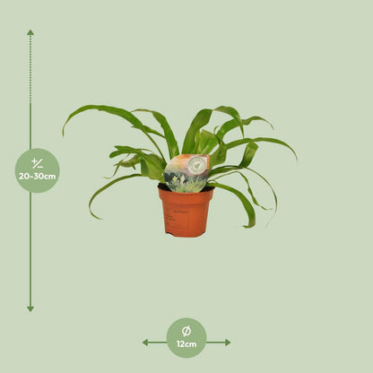 Asplenium Antiquum | [P12-H30]