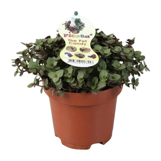 Calissia Repens | [P12-H17]