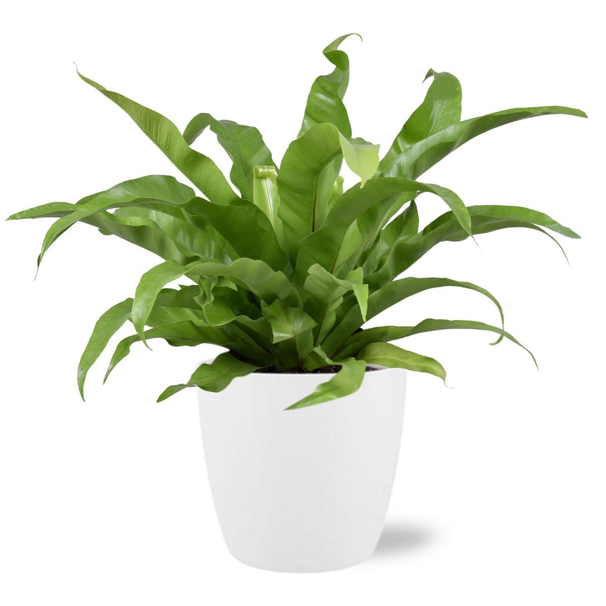 Asplenium Antiquum - Ø17cm - ↕45cm + Pot Brussels D18x17cm - Wit