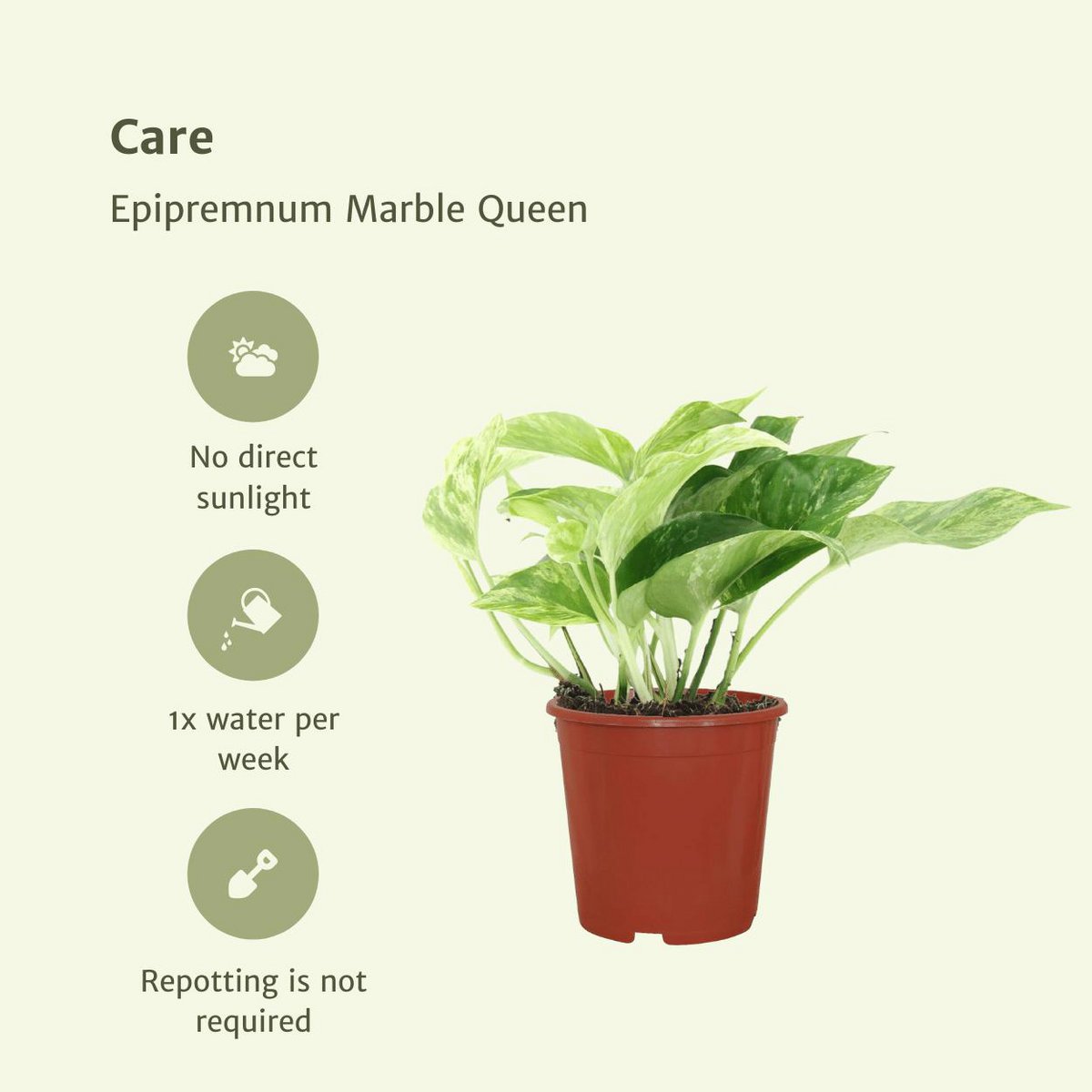 Epipremnum Marble Queen - 4 pieces - ø12cm - ↕15cm