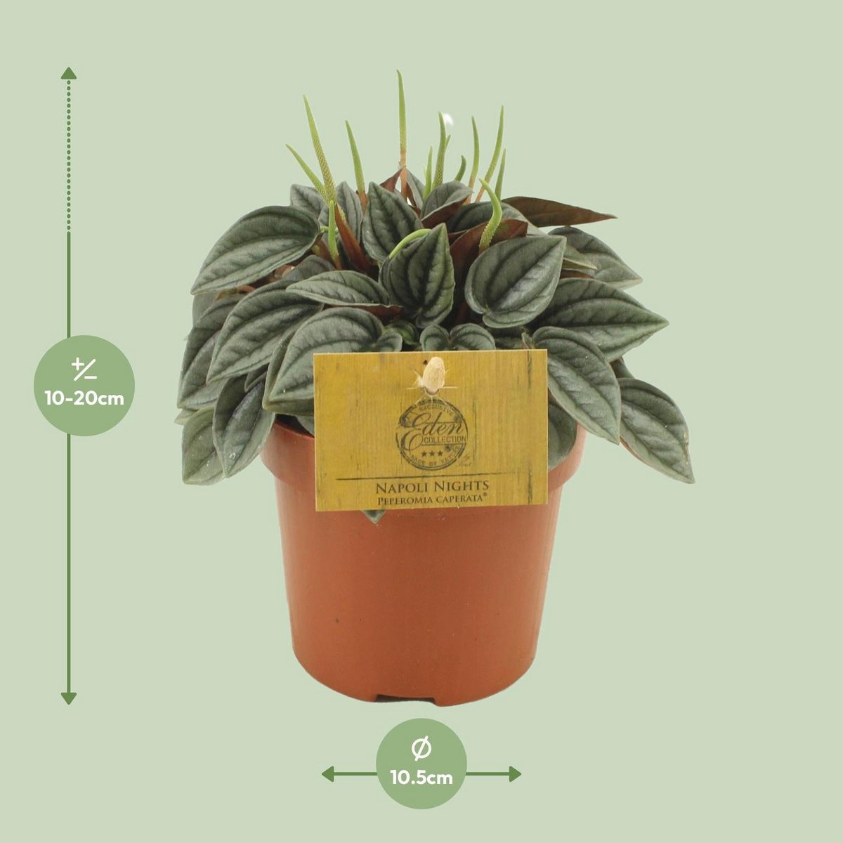 Peperomia Napoli Nights - Ø10,5cm - ↕15cm