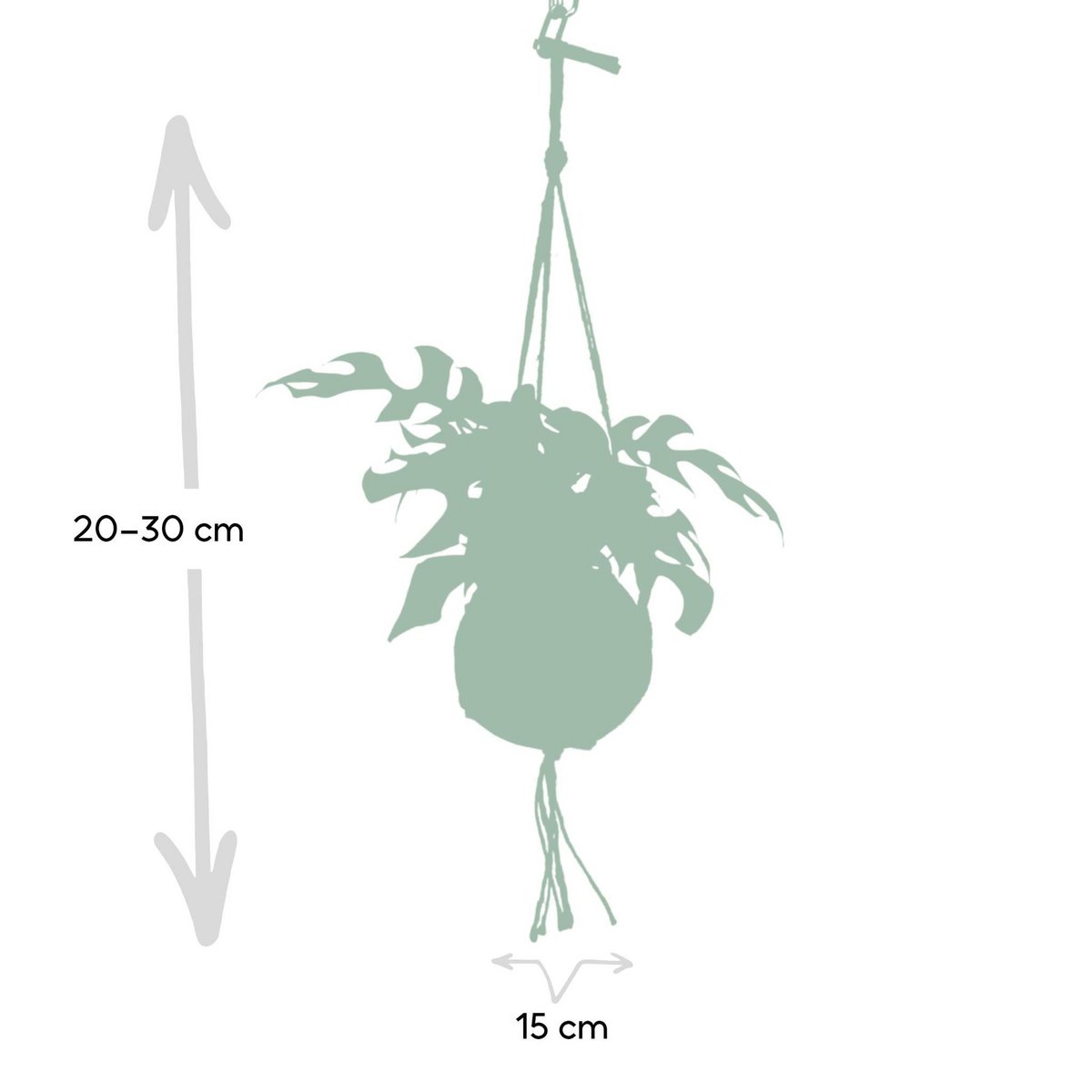 Kokodama Monstera Minima Hang - Hole Plant - Ø15cm - ↕25cm