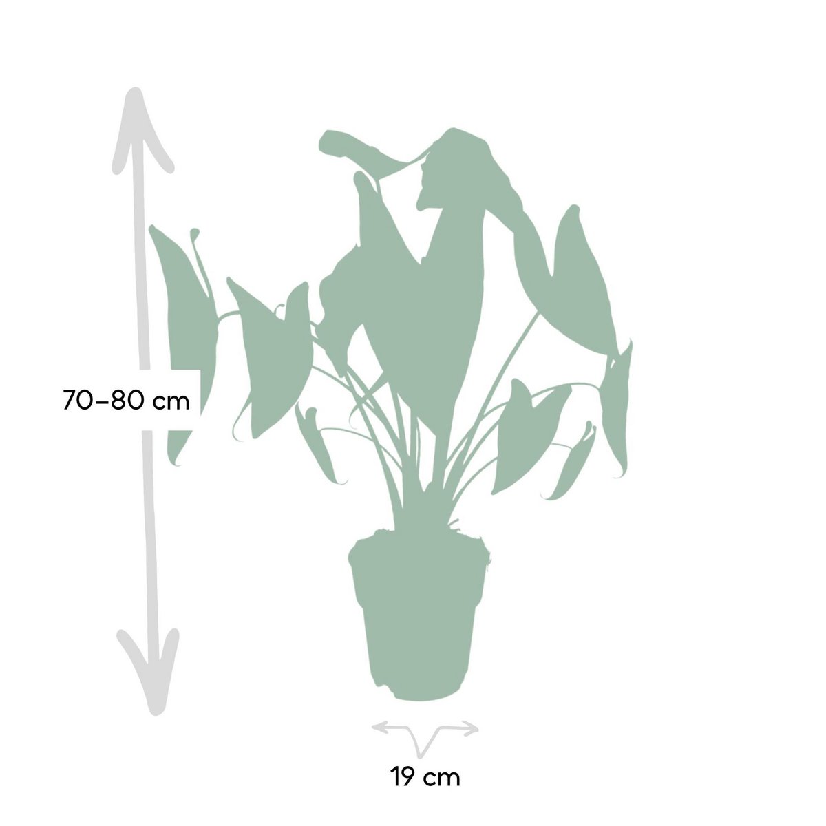 Alocasia Zebrina - Ø19cm - ↕75cm