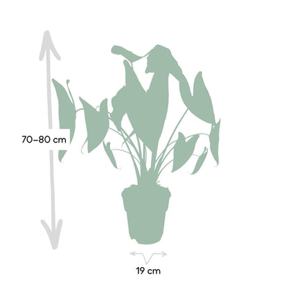 Alocasia Zebrina - Ø19cm - ↕75cm