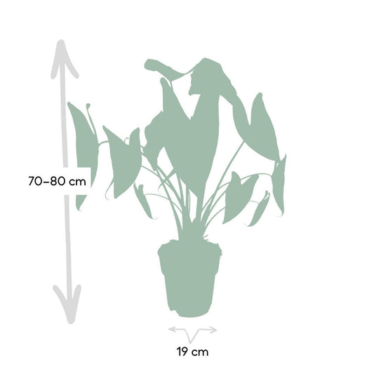 Alocasia Zebrina - Ø19cm - ↕75cm