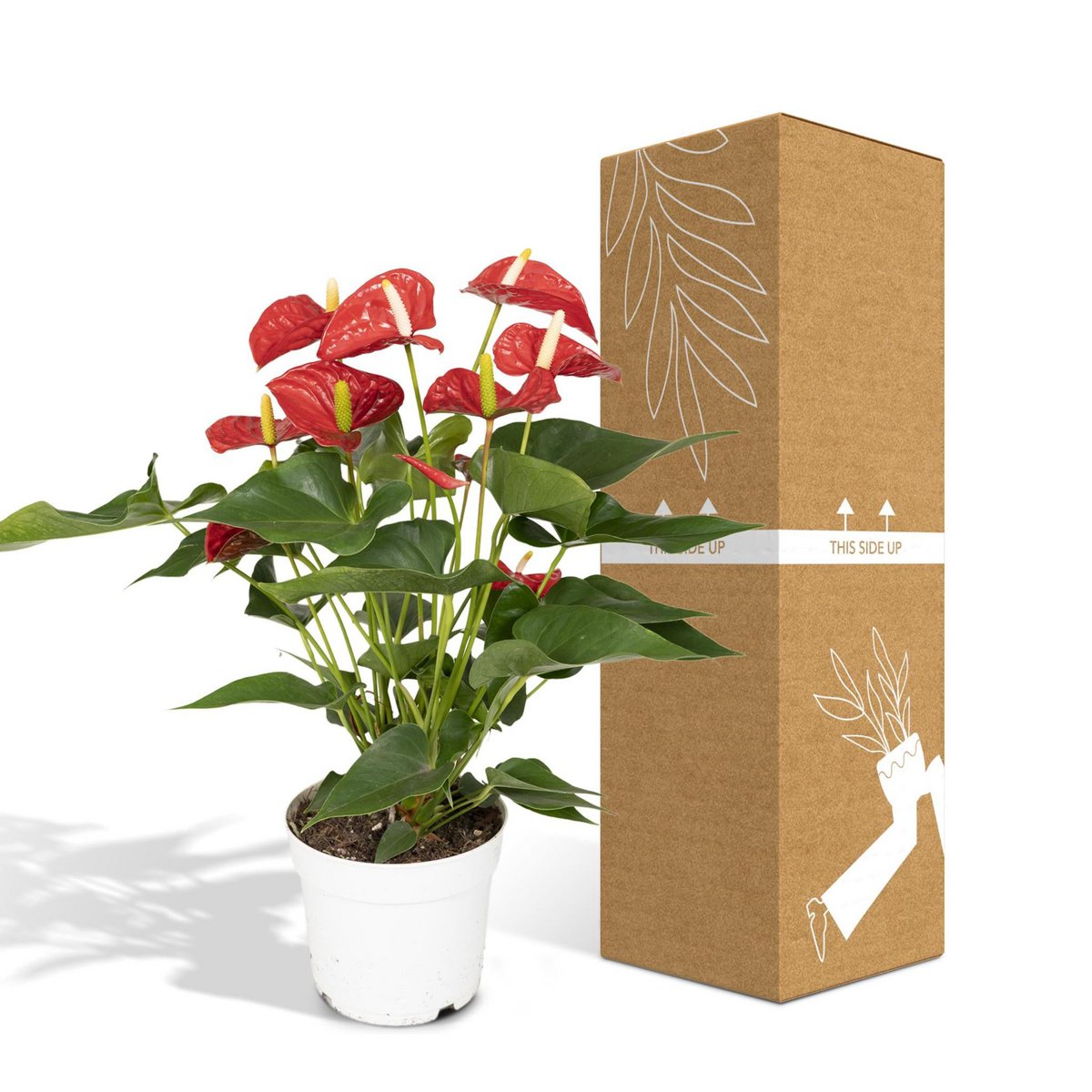 Anthurium Red - Flamingo plant - Ø17cm - ↕55cm