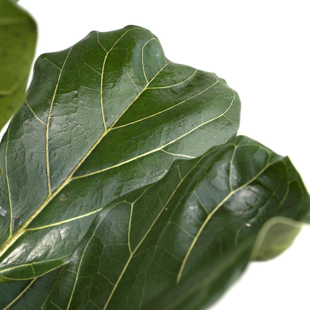 Ficus Lyrata - Rubber plant - Ø21cm - ↕100cm