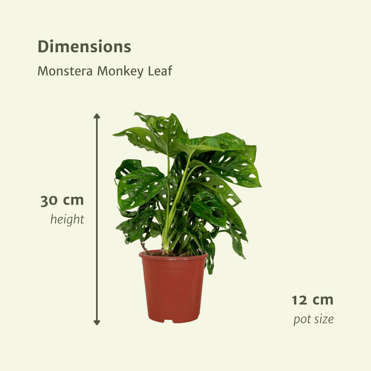Monstera Monkey Leaf - Hole plant - 2 pieces - ø12m - ↕30cm