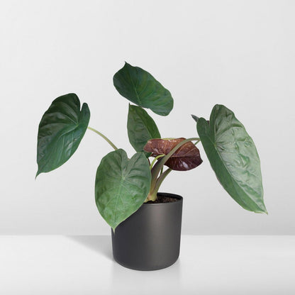 Alocasia Wentii - Elephant's ear - Ø19cm - ↕70cm