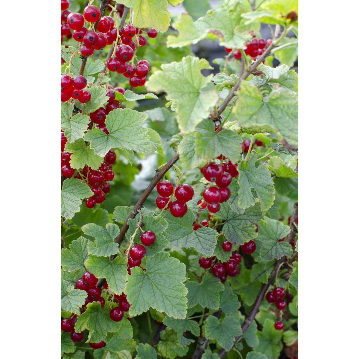 Ribes Rubrum 'Jonkheer van Tets' - ↕45cm - Ø13