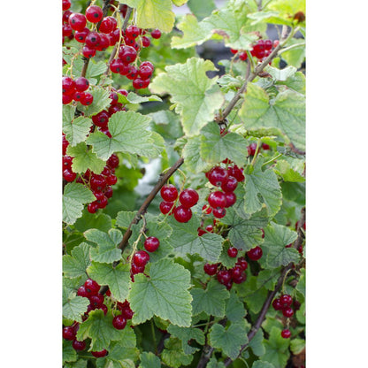 Ribes Rubrum 'Jonkheer van Tets' - ↕45cm - Ø13