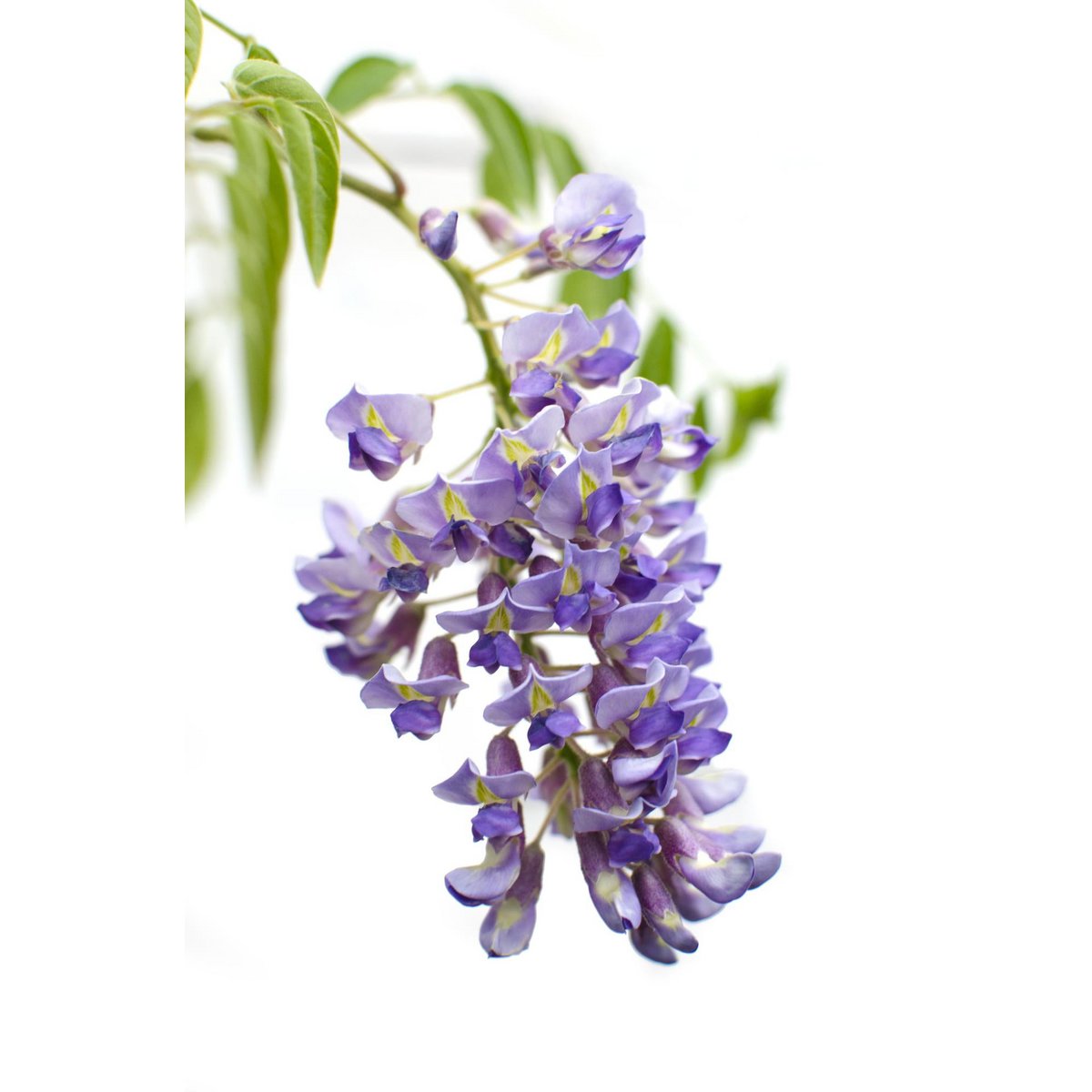 2x Wisteria sinensis 'Prolific' - ↨65cm - Ø15