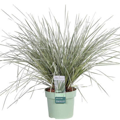 Lomandra longifolia 'White Sands' - Ø19cm - ↕40cm