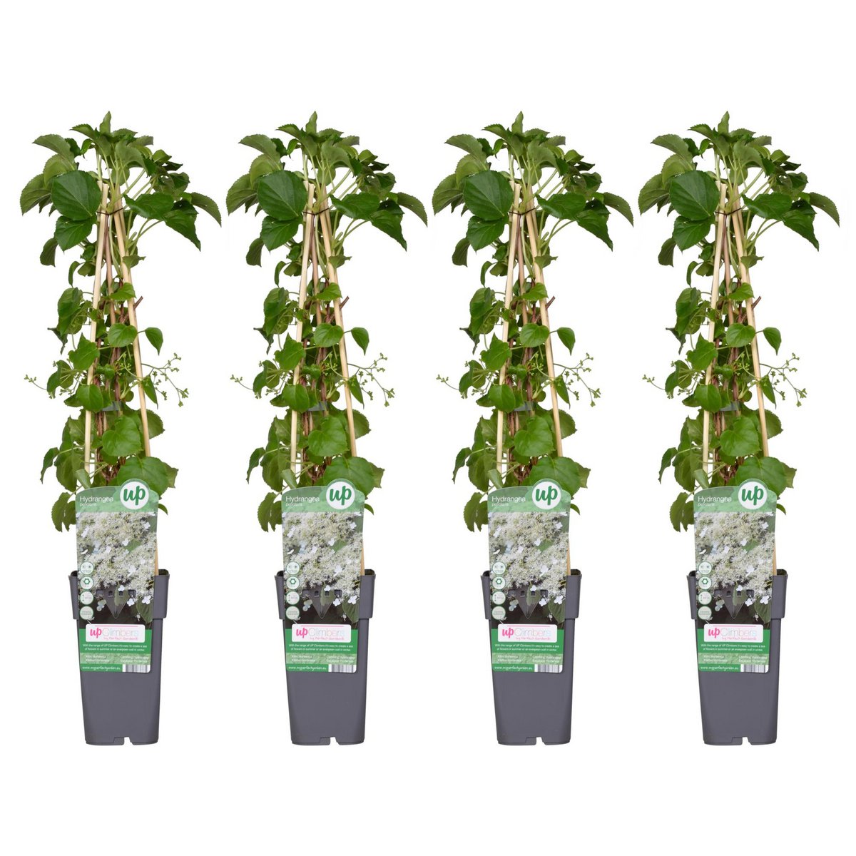 4x - Hydrangea petiolaris - ↨65cm - Ø15