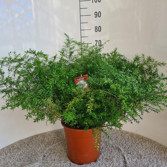 Asparagus Densiflorus Cwebe - Ø27cm - ↕65cm