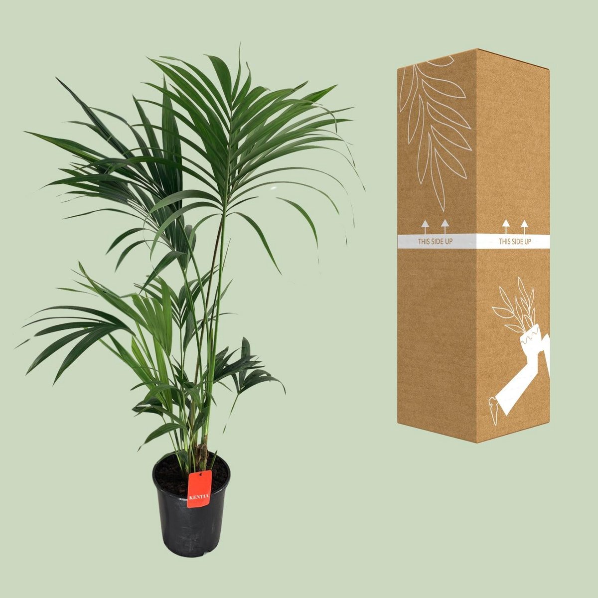 Howea Forsteriana - Ø24cm - ↕130cm
