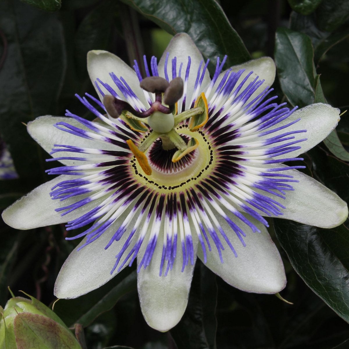 Passiflora blue - ↨65cm - ø15