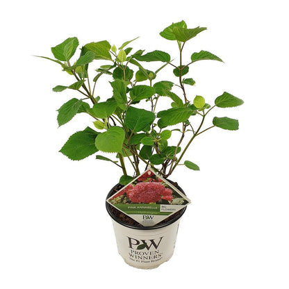 Hydrangea arbo. 'Pink Annabelle' - Ø19cm - ↕30cm