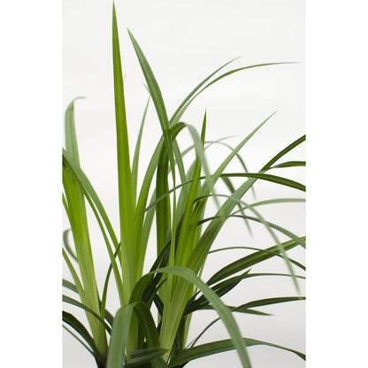 3x - Carex morrowii 'Irish Green' - ↨30cm - Ø14