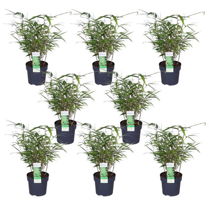 8x Fargesia rufa - ↨40cm - Ø14