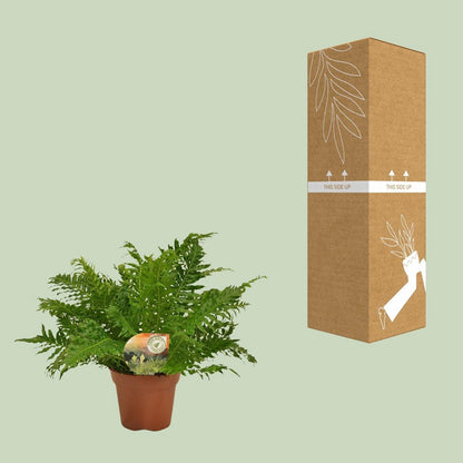 Blechnum Silver Lady - Ø17cm - ↕50cm