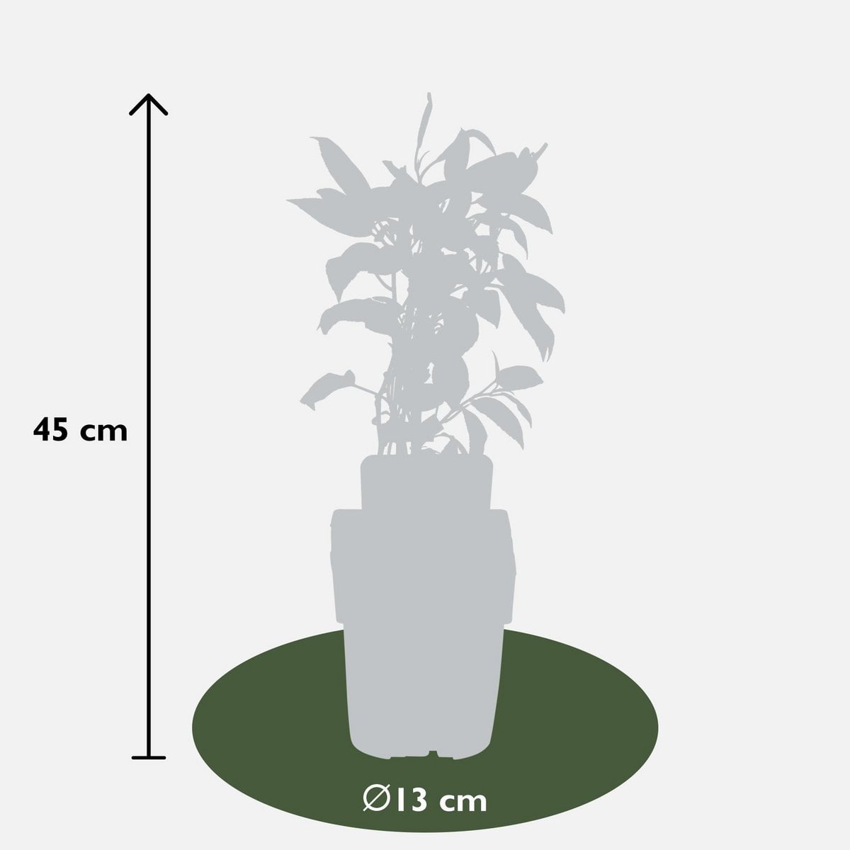 Actinidia arguta 'Issai' - Kiwibes - Ø13cm - ↕45cm