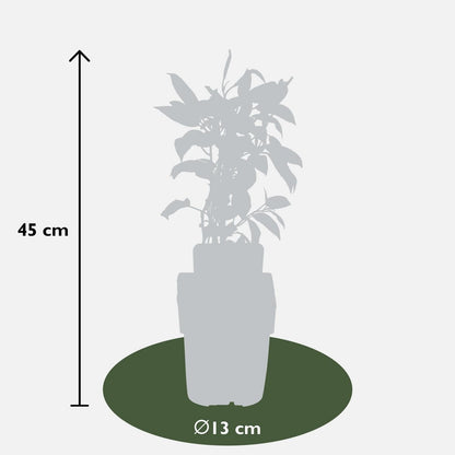 Actinidia arguta 'Issai' - Kiwibes - Ø13cm - ↕45cm