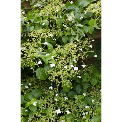 4x - Hydrangea petiolaris - ↨65cm - Ø15
