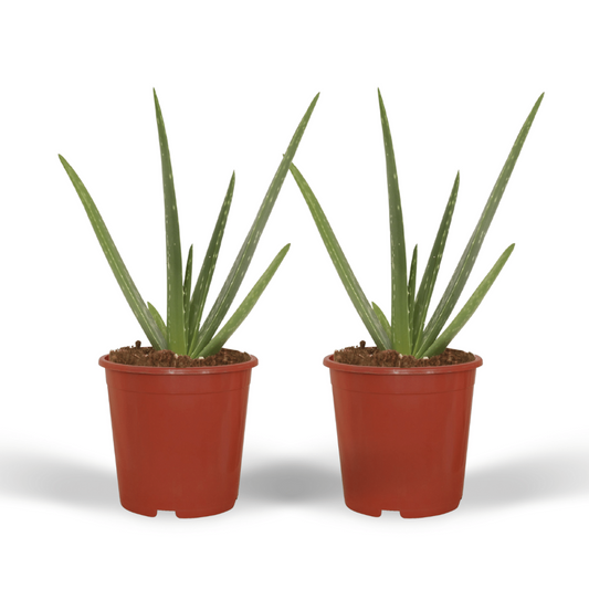 2x aloe vera - succulent - 40cm - Ø12
