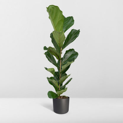 Ficus Lyrata - Rubber plant - Ø21cm - ↕100cm