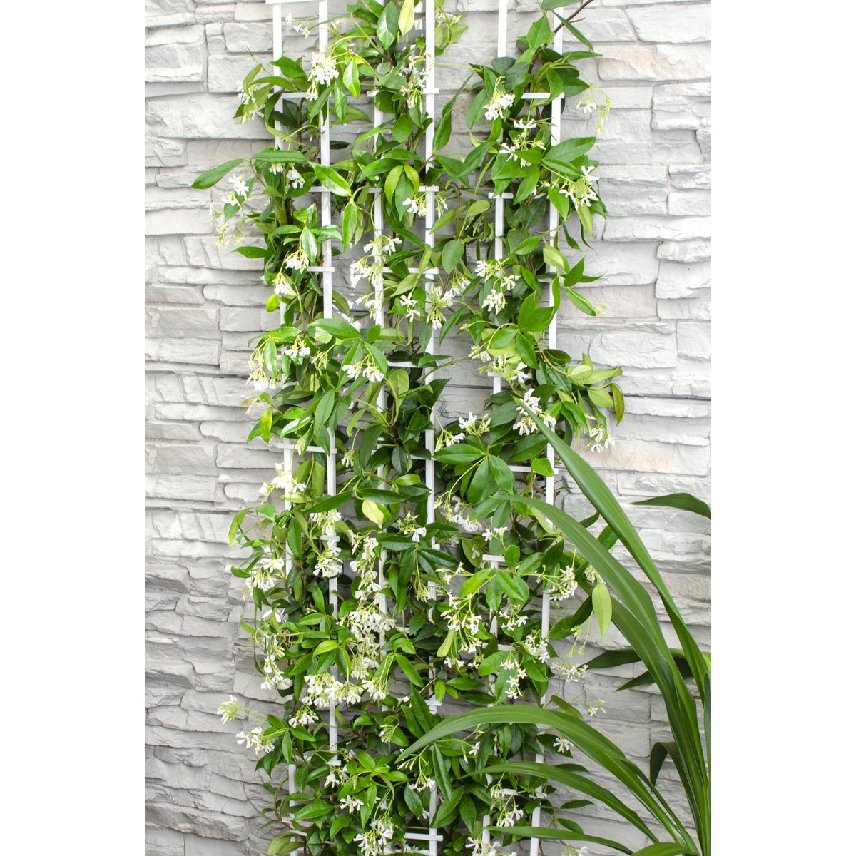 Trachelospermum 'Star of Venice' - Tuscan Jasmine White - Ø15cm - ↕65cm
