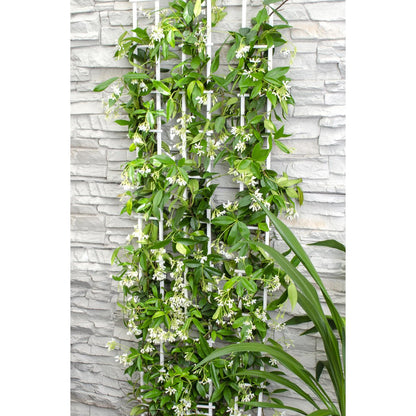 Trachelospermum 'Star of Venice' - Tuscan Jasmine White - Ø15cm - ↕65cm