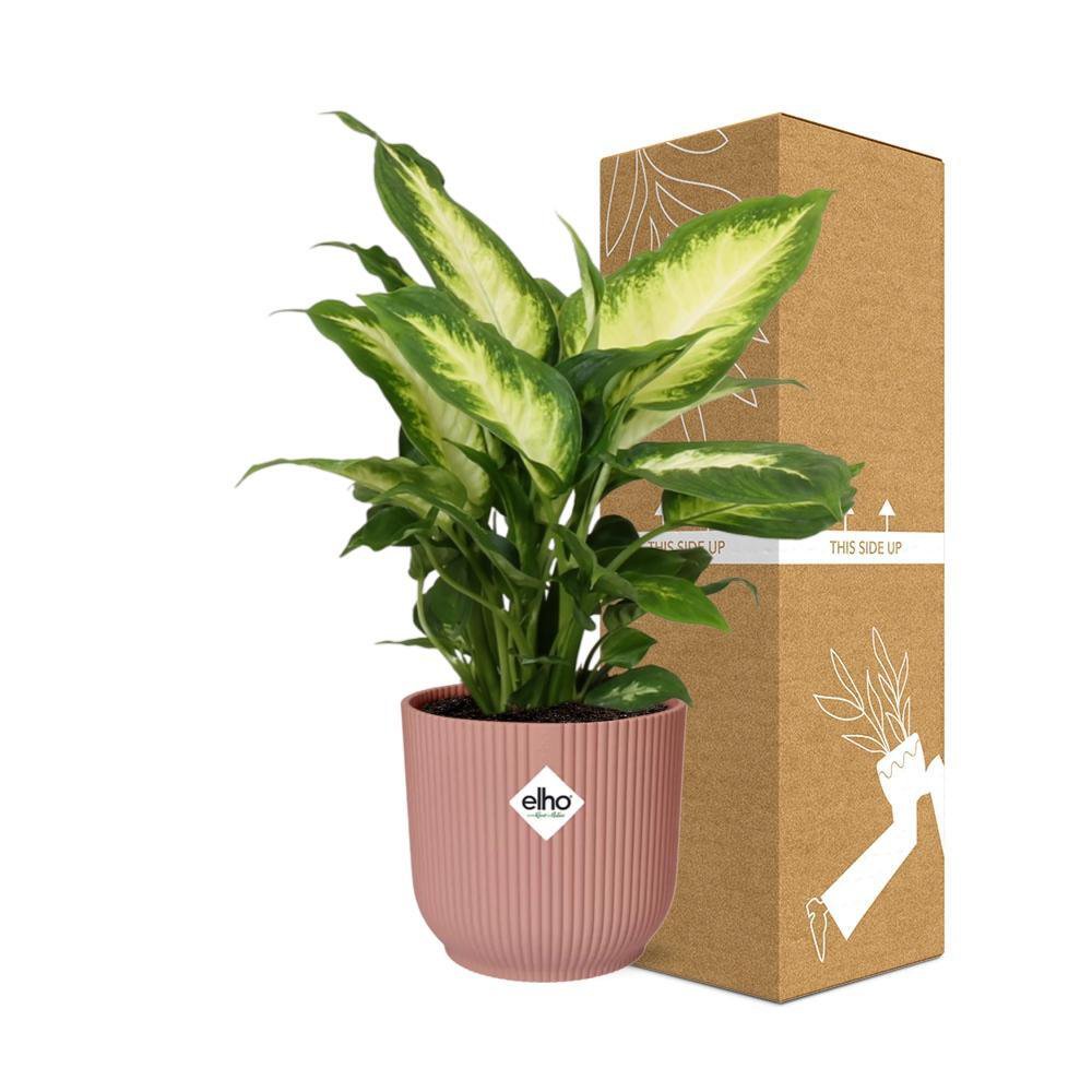 Dieffenbachia 'Camilla' in ELHO Vibes Fold 14cm pink