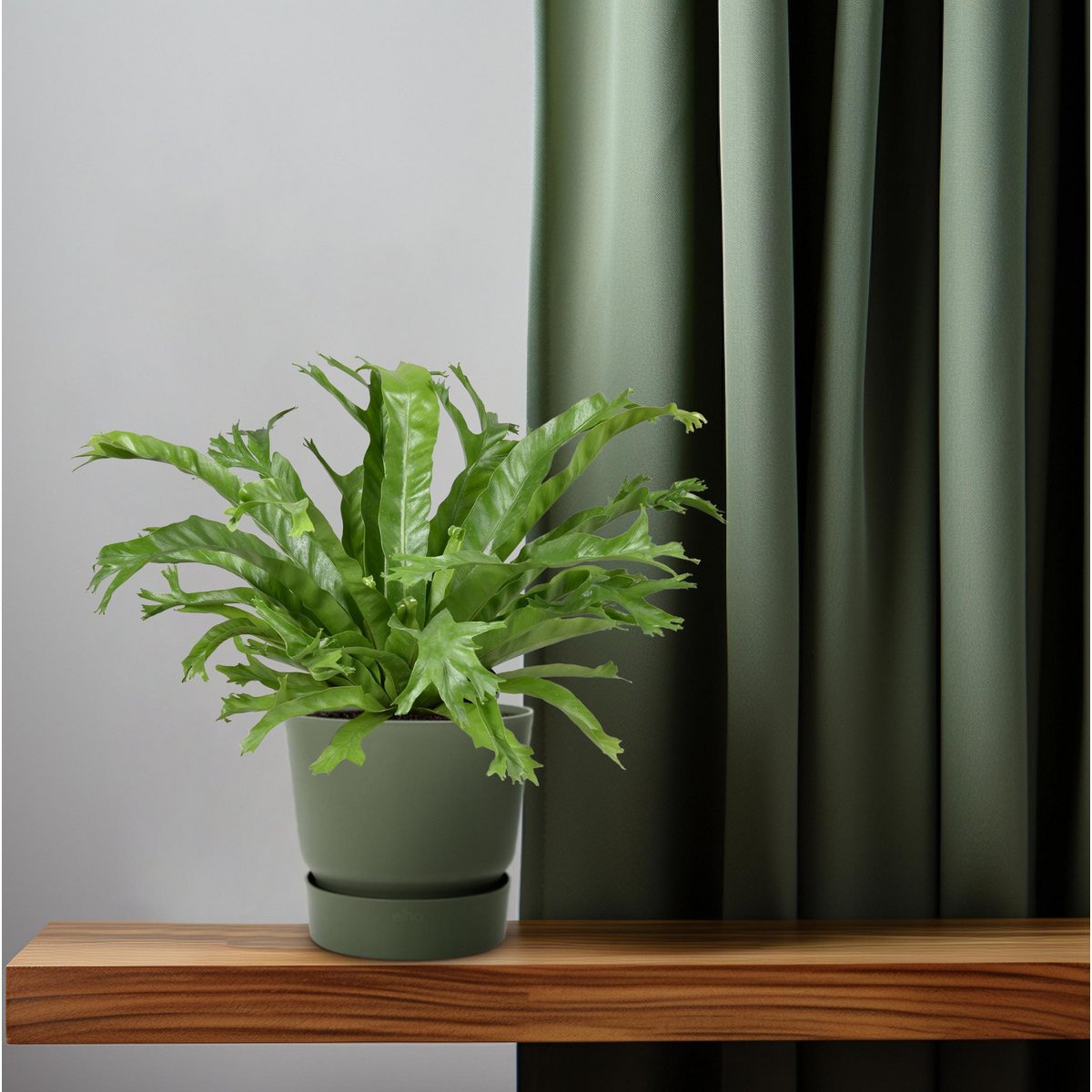 Asplenium Crissie | [P17-H40]