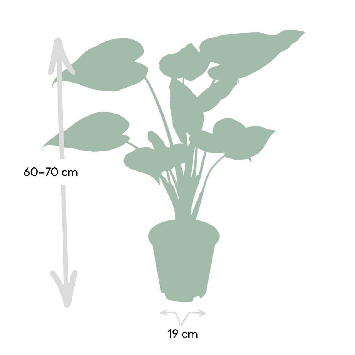 Alocasia Cucullata - Elephant's ear - Ø19cm -↕ 55cm