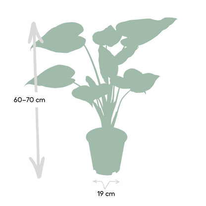 Alocasia Cucullata - Elephant's ear - Ø19cm -↕ 55cm