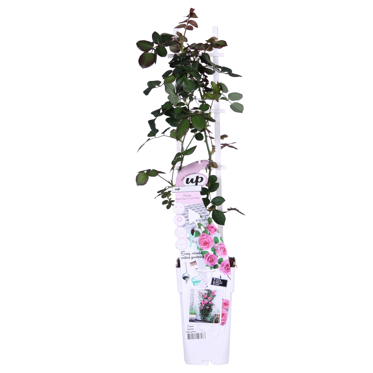 Rosa Crazy in love 'Pink' - ↕65cm - Ø15