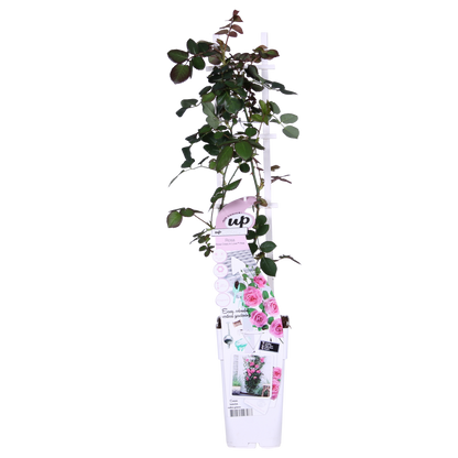 Rosa Crazy in love 'Pink' - ↕65cm - Ø15