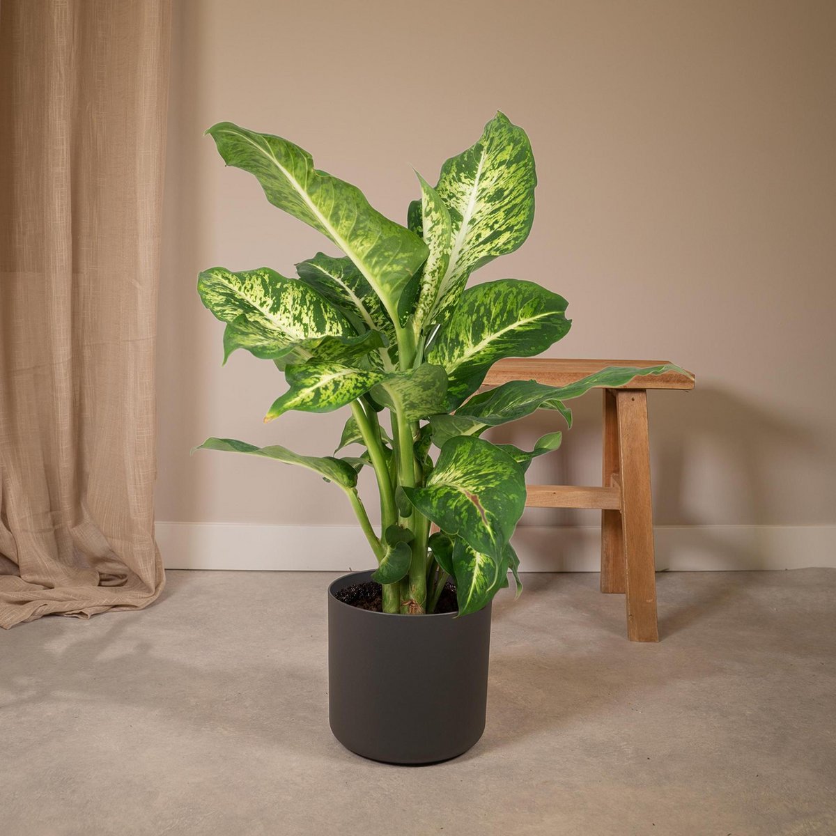 Dieffenbachia Mars - Thief of Baghdad - Ø17cm - ↕50cm