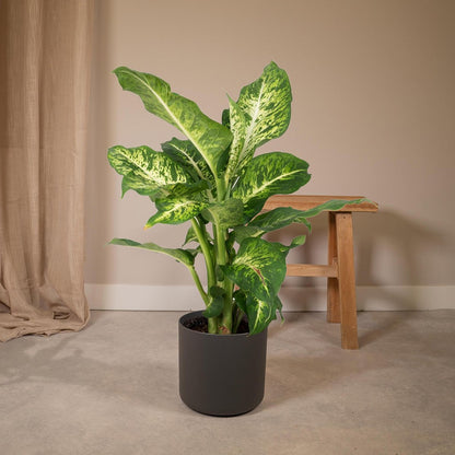 Dieffenbachia Mars - Thief of Baghdad - Ø17cm - ↕50cm