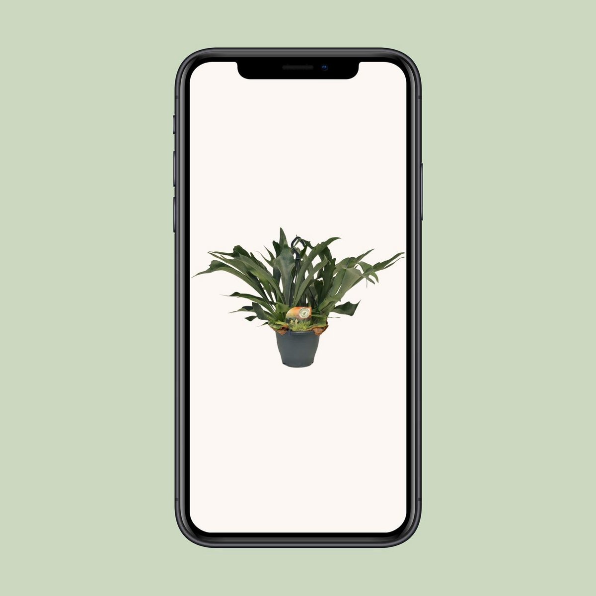 Platycerium Bifurcatum - Ø21cm - ↕50cm