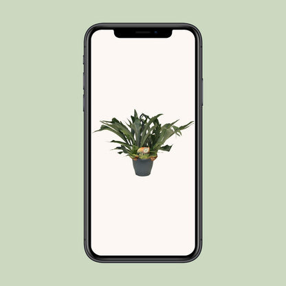 Platycerium Bifurcatum - Ø21cm - ↕50cm