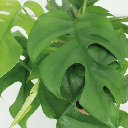 Monstera Minima - Hole plant - 2 pieces - ø15cm - ↕25cm