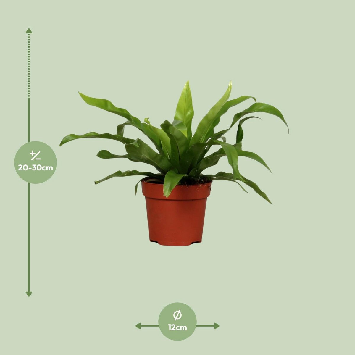 JGROOT [P12-H25] Asplenium Antiquum