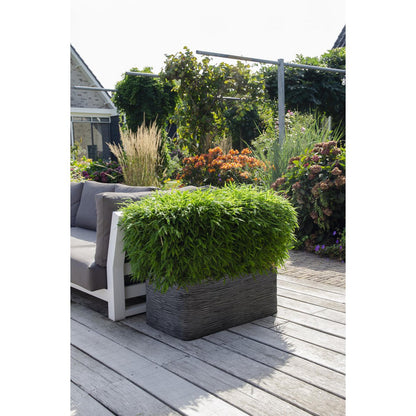 Fargesia 'Moontears'â® Boobux - Compact growing, non -proliferating bamboo - Ø29cm - ↕70cm