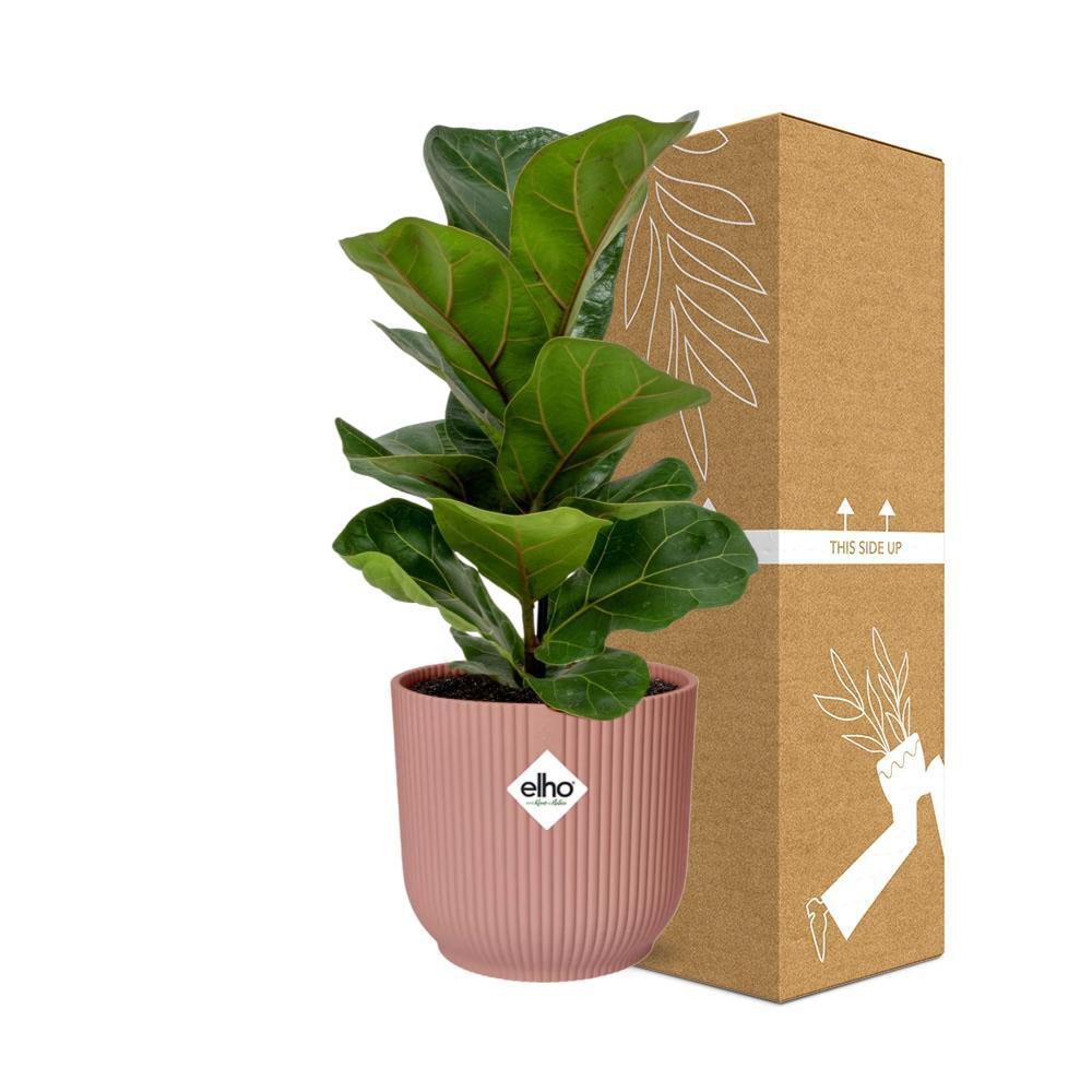 Ficus Lyrata 'Bambino' in ELHO Vibes Fold 14cm pink
