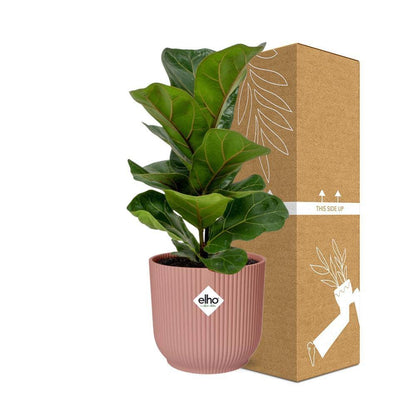 Ficus Lyrata 'Bambino' in ELHO Vibes Fold 14cm pink