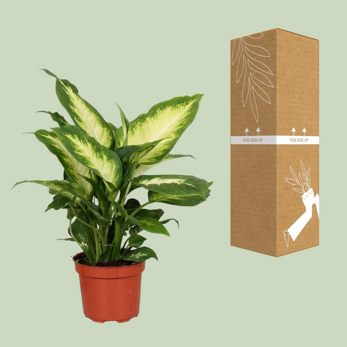 Dieffenbachia 'Camilla' | [P12-H35]