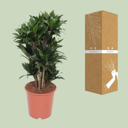 Dracaena Compacta | [P24-H80]